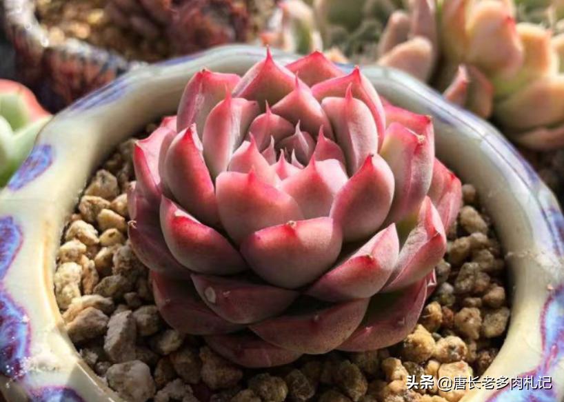 护眼灯瓦数越高越好吗-五瓦的台灯能防止多肉徒长吗？
