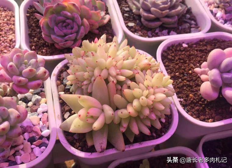 护眼灯瓦数越高越好吗-五瓦的台灯能防止多肉徒长吗？