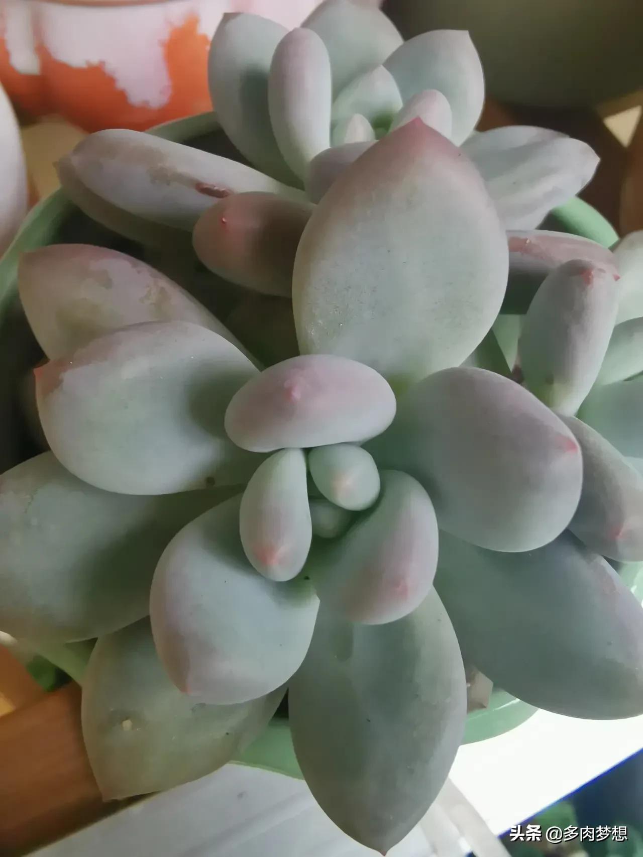 护眼灯瓦数越高越好吗-五瓦的台灯能防止多肉徒长吗？