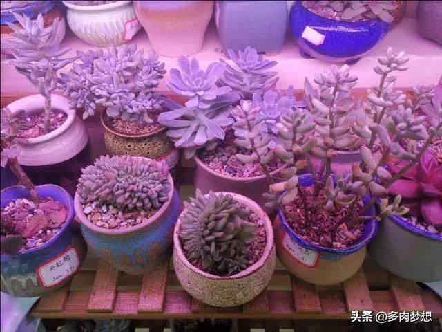 护眼灯瓦数越高越好吗-五瓦的台灯能防止多肉徒长吗？