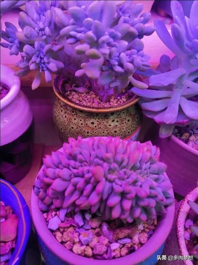 护眼灯瓦数越高越好吗-五瓦的台灯能防止多肉徒长吗？