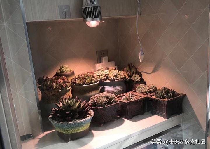 护眼灯几瓦的最好-五瓦的台灯能防止多肉徒长吗？