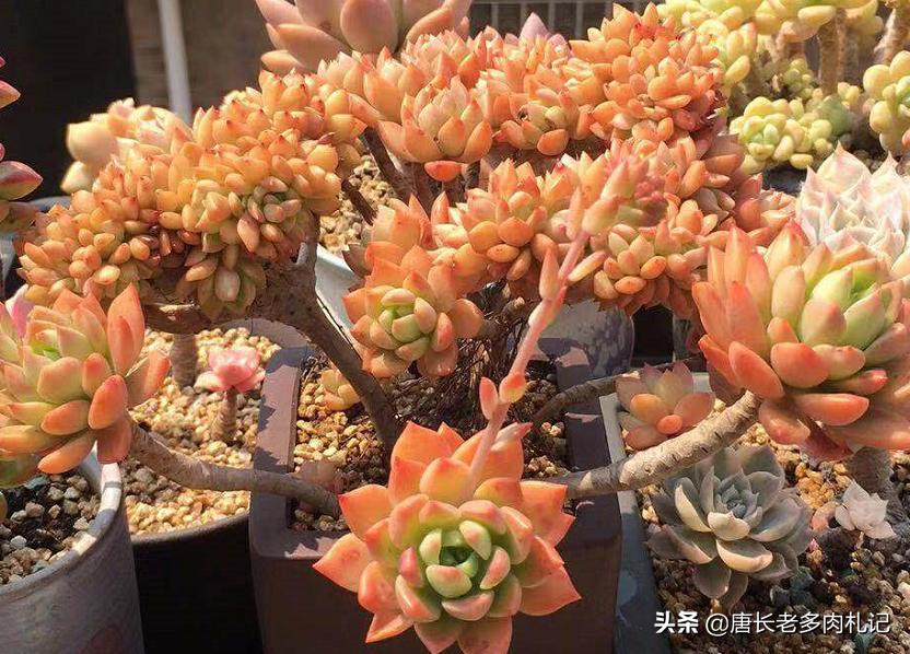 护眼灯几瓦的最好-五瓦的台灯能防止多肉徒长吗？