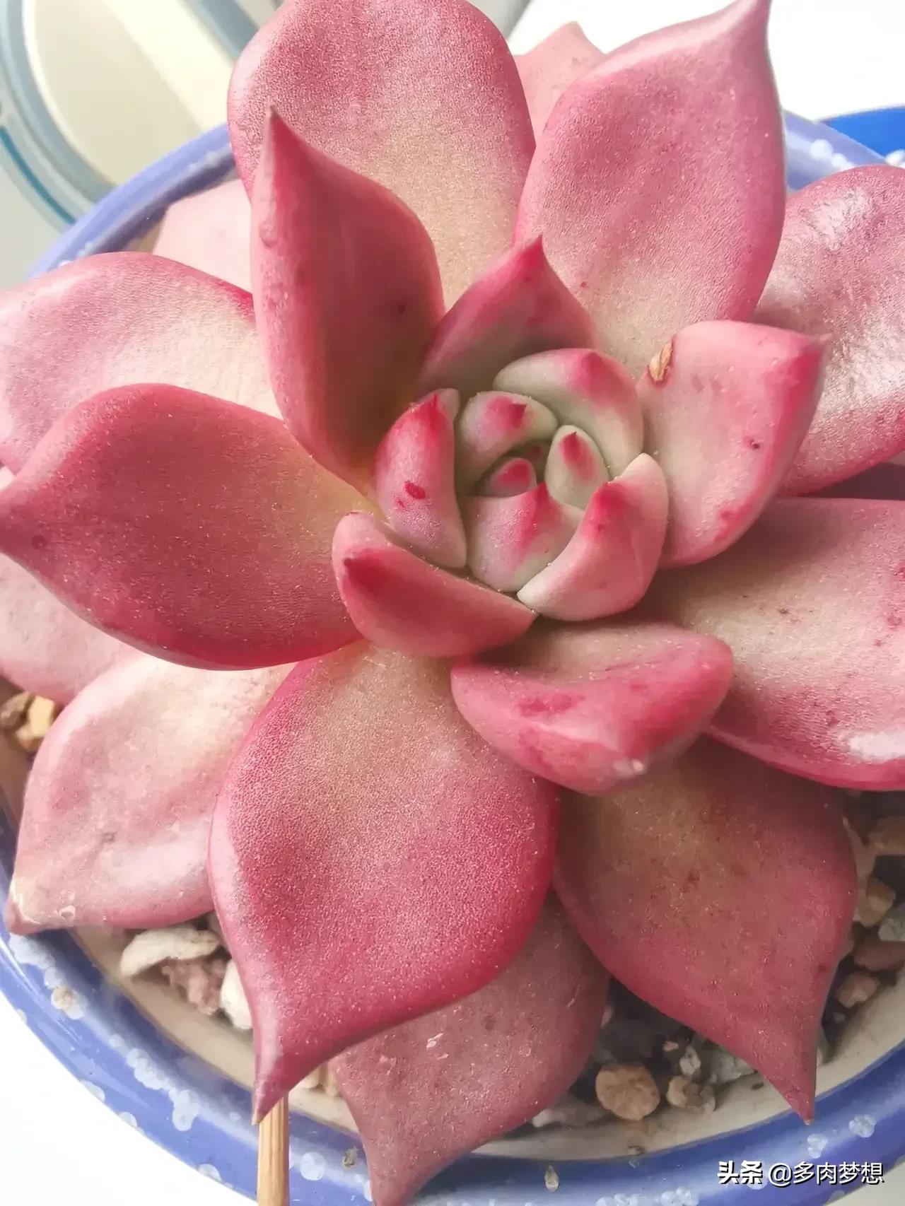 护眼灯几瓦的最好-五瓦的台灯能防止多肉徒长吗？